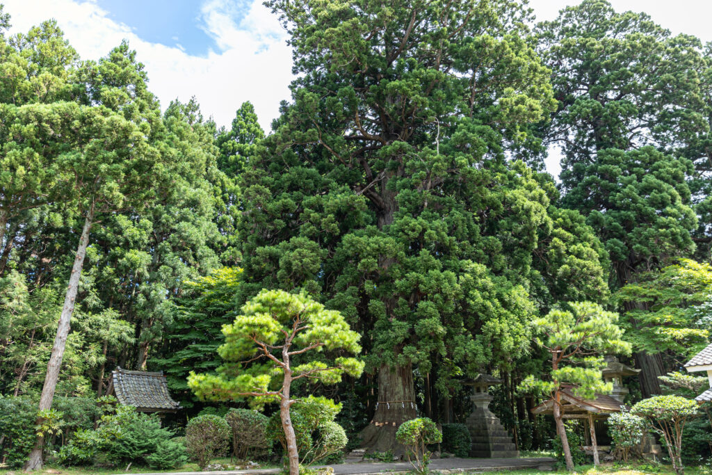 The towering 'Anzan-sugi' cedar tree along the approach.